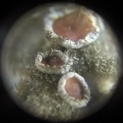 Parmelina carporrhizans