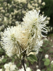 Fothergilla gardenii