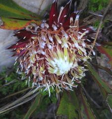 Protea scolopendriifolia