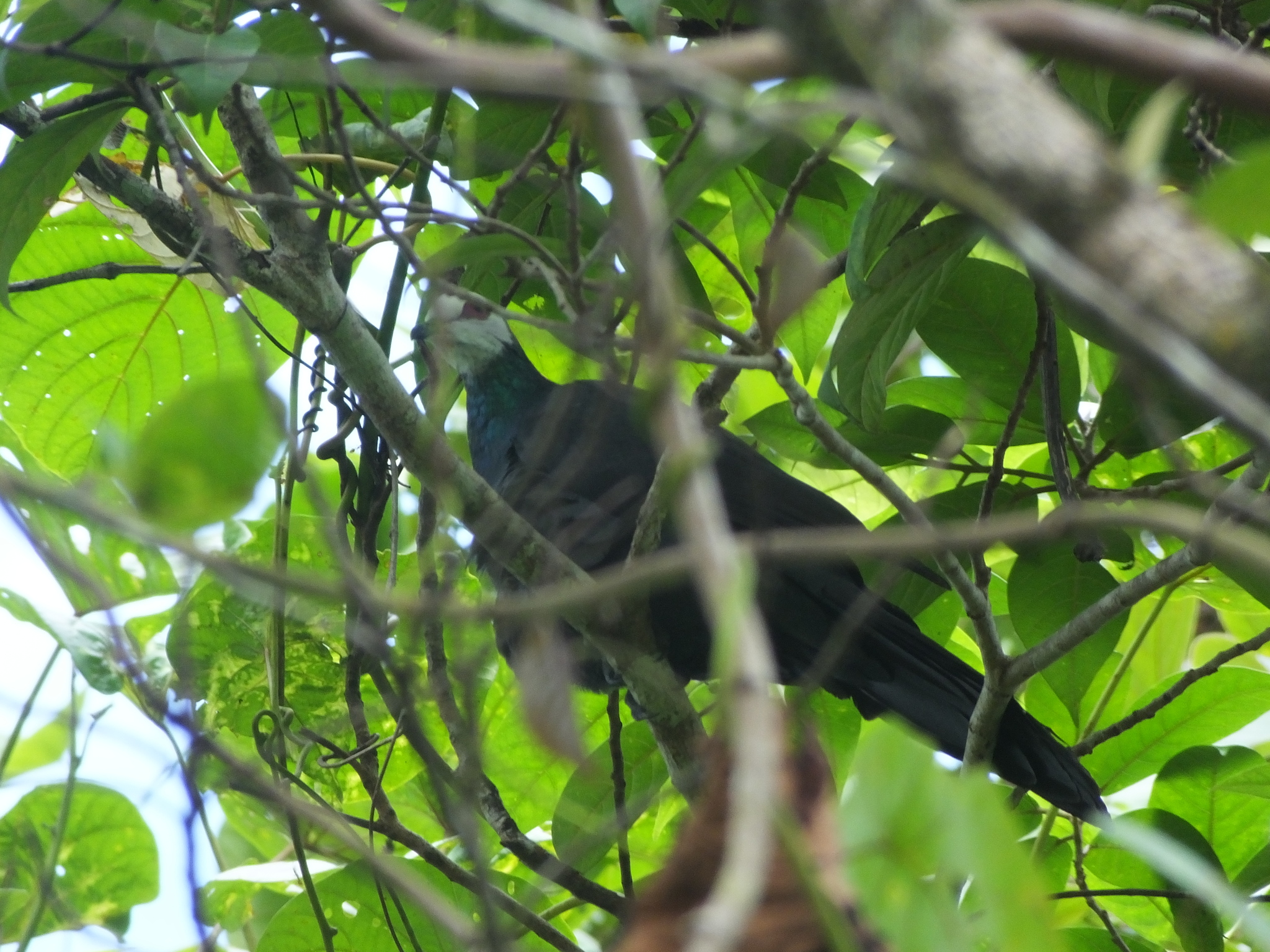 White-faced Cuckoo-Dove (Turacoena manadensis), photo 8