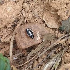 Phyllodromica marginata