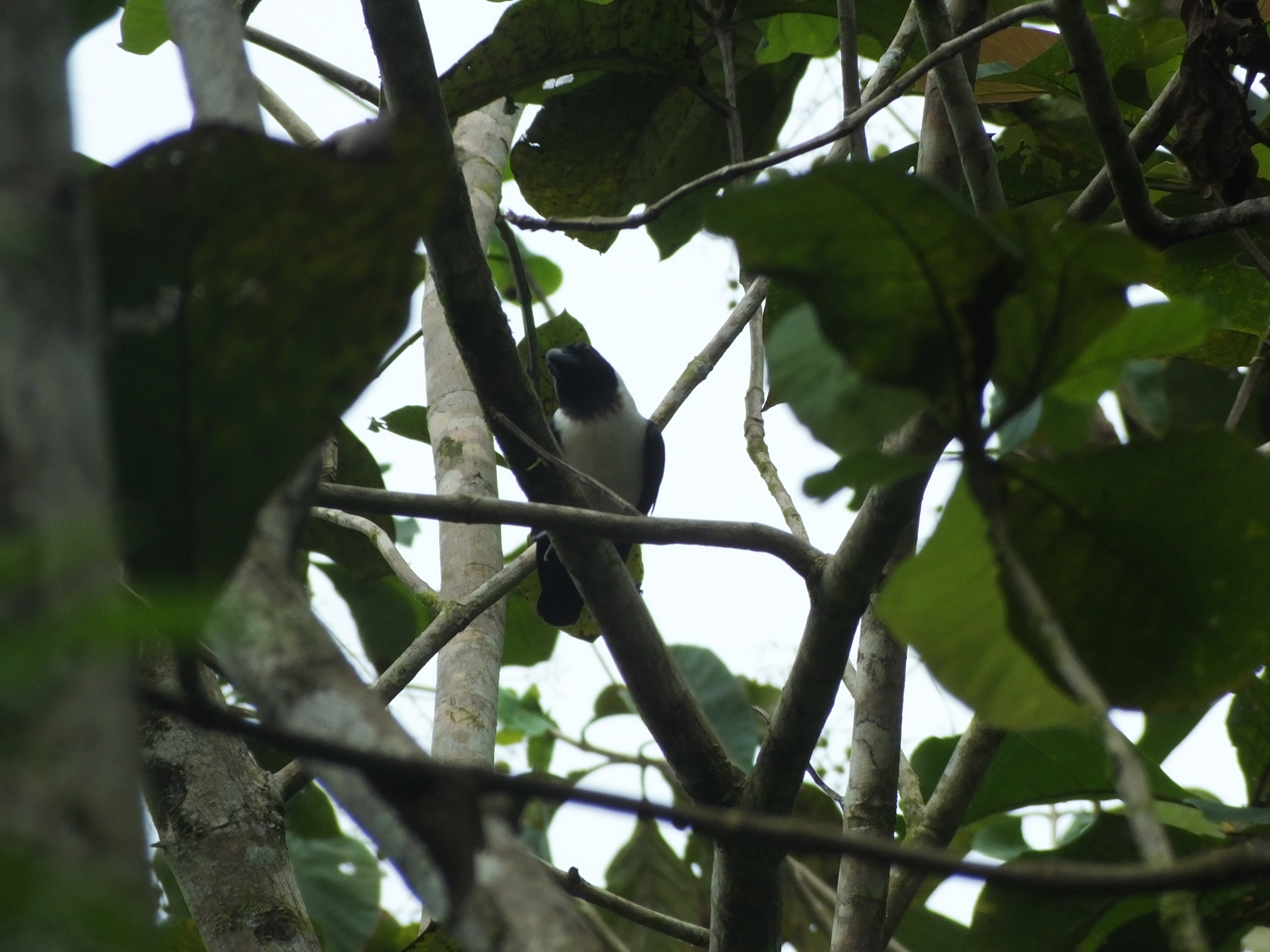 Piping Crow (Corvus typicus), photo 3