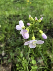 Cardamine pratensis