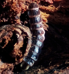Lucidota atra