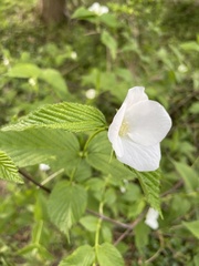 Rhodotypos