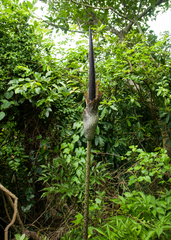 Amorphophallus hirtus