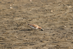 Calidris ruficollis