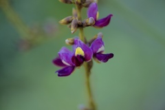 Pueraria