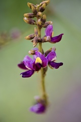 Pueraria