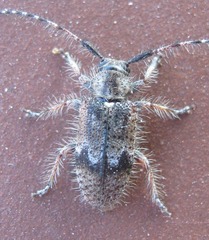 Exocentrus echinulus