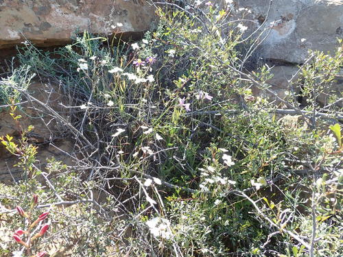 Image of Geissorhiza heterostyla by no rights reserved