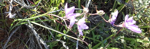 Image of Geissorhiza heterostyla by no rights reserved