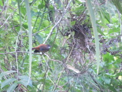 Rusty-Bellied Fantail photo 3