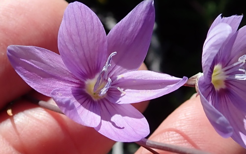 Image of Geissorhiza heterostyla by no rights reserved