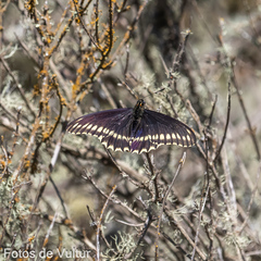 Battus polydamas psittacus