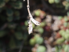 Limonium pseudominutum