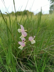 Lathyrus pannonicus