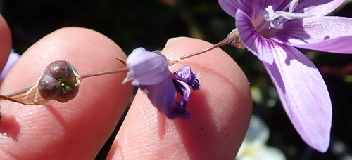 Image of Geissorhiza heterostyla by no rights reserved