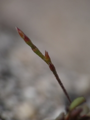 Limonium pseudominutum