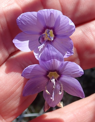 Image of Geissorhiza heterostyla by no rights reserved