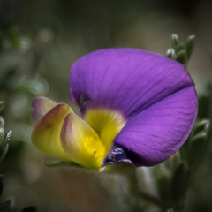 Lotononis sericophylla