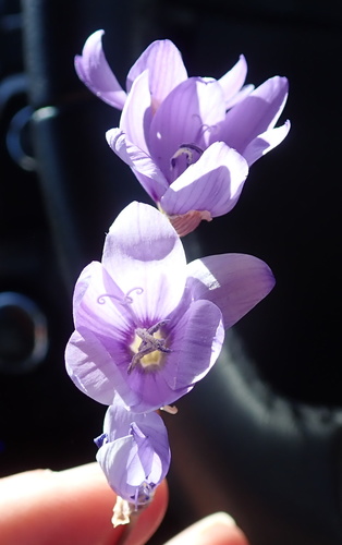 Image of Geissorhiza heterostyla by no rights reserved