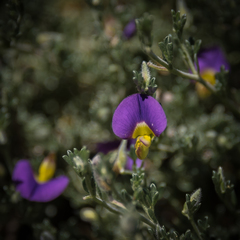 Lotononis sericophylla