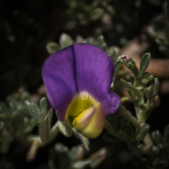 Lotononis sericophylla