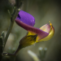 Lotononis sericophylla