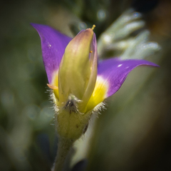 Lotononis sericophylla