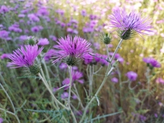 Galactites tomentosus
