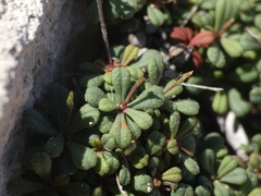 Limonium pseudominutum