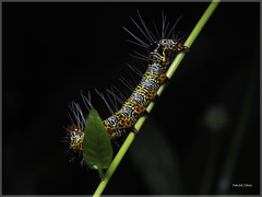 Mimeusemia vilemani