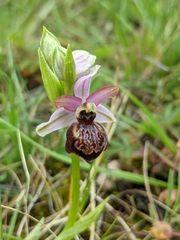 Ophrys sphegodes aveyronensis