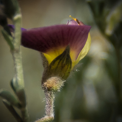 Lotononis sericophylla