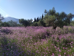 Galactites tomentosus