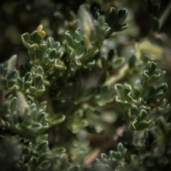 Lotononis sericophylla