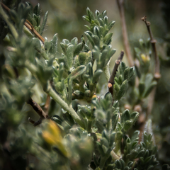 Lotononis sericophylla