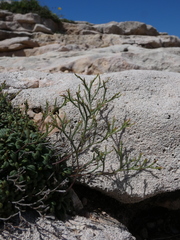 Limonium pseudominutum