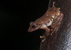Kurixalus eiffingeri