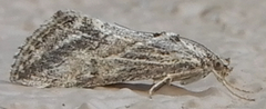 Evergestis vinctalis