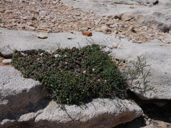 Limonium pseudominutum