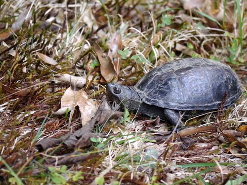 Striped Mud Turtle, Kinosternon baurii
