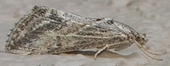 Evergestis vinctalis