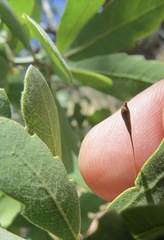 Andricus pedicellatus