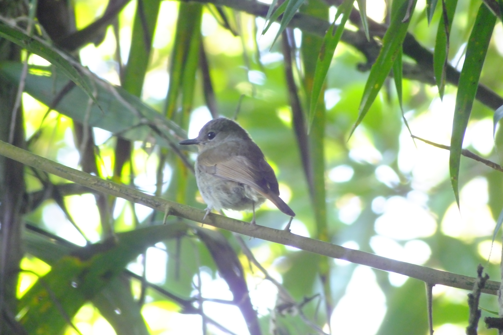 Pale Blue Flycatcher