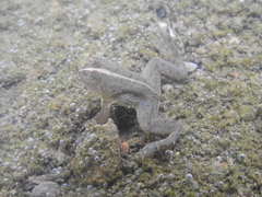 Occidozyga lima