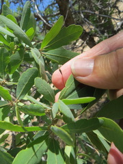 Andricus pedicellatus