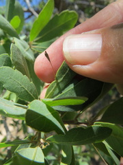 Andricus pedicellatus