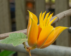 ×chiranthofremontia lenzii